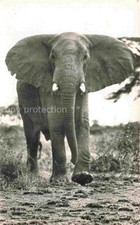 Elefant faune africaine gebraucht kaufen  Deutschland