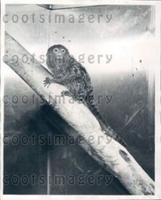 1952 wire photo for sale  Whiteville
