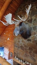 Yukon moose head for sale  Gray Court