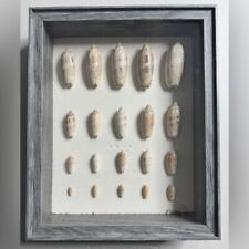 Shadowbox seashell design for sale  Smithfield
