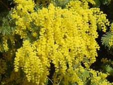 Acacia dealbata tree for sale  Venice