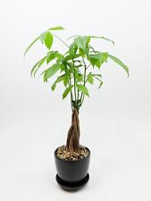 Live pachira plant for sale  Portland