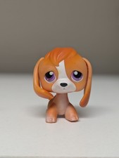 Beagle dog 301 for sale  Greencastle