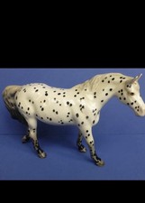 appaloosa for sale  GATESHEAD