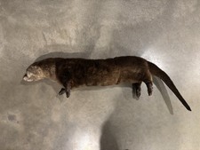 Soft otter mount for sale  Missoula
