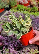 Variegated jade live for sale  San Diego