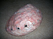 Conchiglia haliotis cm.23 usato Conchiglia haliotis cm.23 usato  Italia