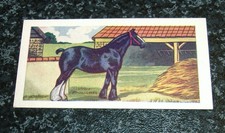Abc cinemas horses for sale  LEIGHTON BUZZARD
