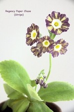 Primula auricula regency for sale  CARNFORTH