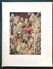 Stampa antica uccello usato  Lecco