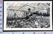 Greenhouse building plants for sale  Weatherly