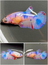 Female betta live for sale  Clemmons