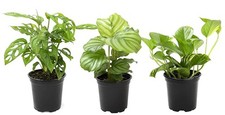Essential houseplant collectio for sale  Miami