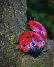 Metal ladybird garden for sale  CHELTENHAM