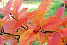 Usado, 20 SEMENTES ORIENTAIS DE PHOTINIA - Photinia villosa comprar usado  Enviando para Brazil