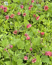 Geum bell bank for sale  WIGTON