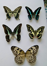 Asian butterfly papilio for sale  LIVERPOOL