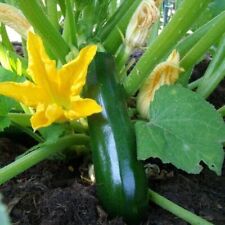 Graines courgette black d'occasion  Clermont-Ferrand-