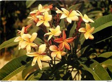 West indies frangipani d'occasion  Expédié en Belgium