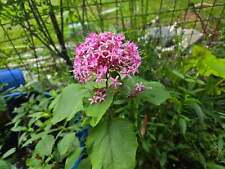 Mexican hydrangea for sale  Old Town