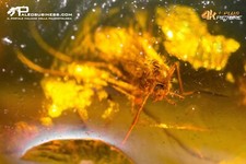 Ambra con insetti usato  Solza