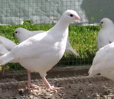 White bobwhite quail for sale  NEWRY