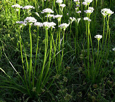 Wild garlic field for sale  LONDON