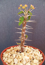 Euphorbia delphinensis exotic for sale  Miami