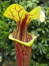 Sarracenia flava heavy for sale  GRAVESEND