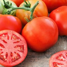 100 giant tomato for sale  Upland