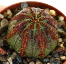 Euphorbia obesa dark usato Euphorbia obesa dark usato  Napoli