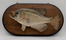 Crappie fish taxidermy for sale  Culpeper