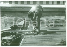 1955 canottaggio canottiere usato  Milano