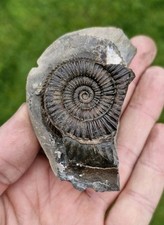 British fossils piece for sale  WALLASEY
