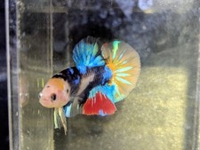 Live male koi for sale  Clarksville