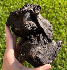 Rare pathological fossil for sale  Coppell