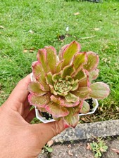 Aeonium pink daisy for sale  LONDON