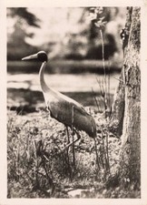 Ancienne photographie animalie d'occasion  Nogent-sur-Marne