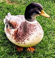 Call duck hatching for sale  BUSHMILLS