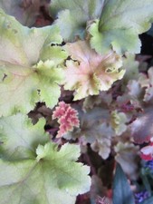 Heuchere panaché vert d'occasion  Metz-