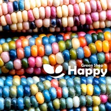 Multicolored hybrids corn for sale  DONCASTER