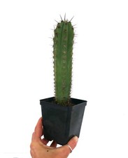 Cereus sp. south usato  Napoli