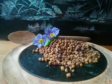 2024 certified bee for sale  BIRMINGHAM