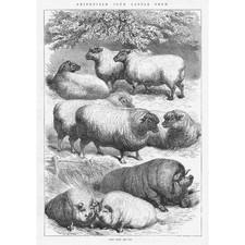 Prize sheep pigs for sale  GLASGOW