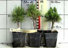Pinus sylvestris globosa gebraucht kaufen  Bad Bergzabern