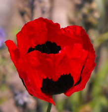 Poppy turkish tulip for sale  Sevierville