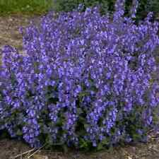 Scented nepeta kit for sale  BELLSHILL