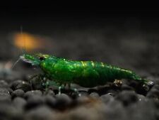 Lotto neo caridina usato  Leffe