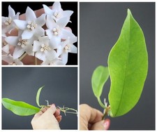 Hoya albiflora bewurzelter gebraucht kaufen  Baden-Baden