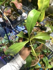 Nepenthes splendid diana for sale  Concord